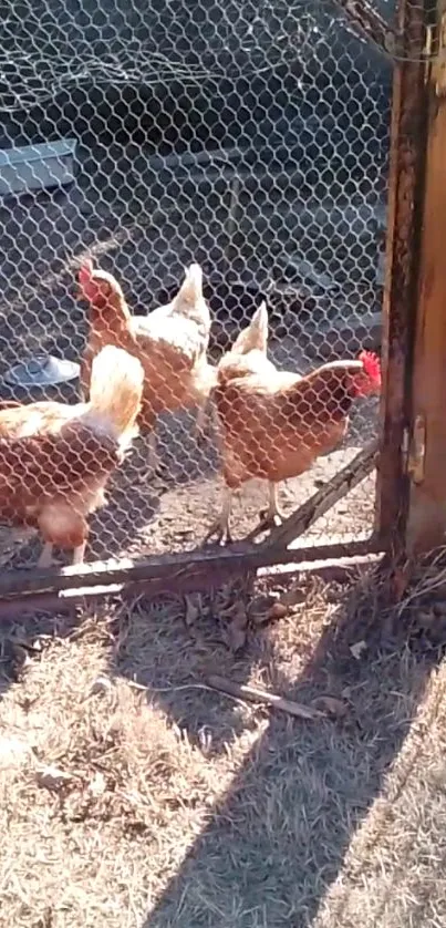 Chickens in a sunny enclosure behind a wire fence.