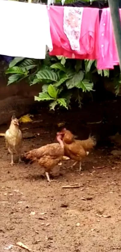 Chickens in a rustic yard with laundry hanging above.