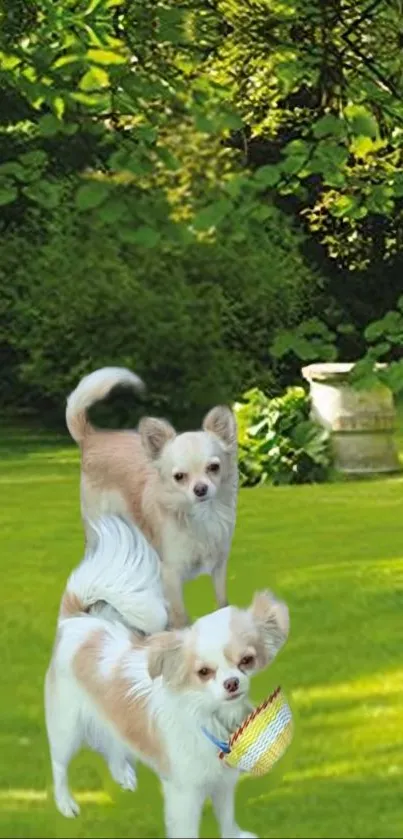 Two Chihuahuas playing on a sunny green lawn.