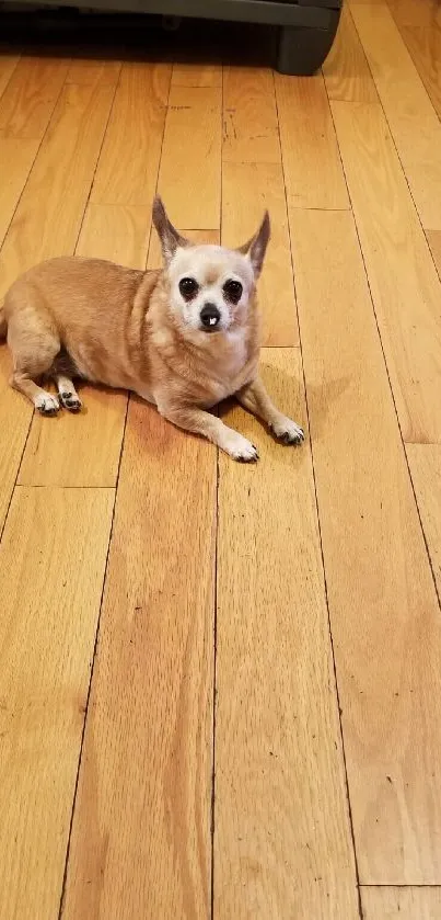 Chihuahua resting on a wooden floor, exuding warmth and coziness.