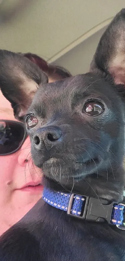 Adorable black Chihuahua puppy with blue collar in a car.