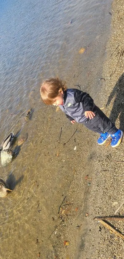 Child standing by a lake with ducks.