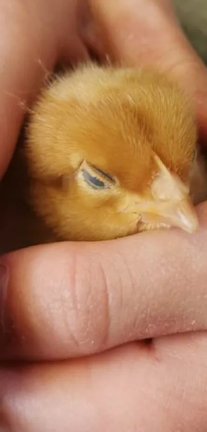 Child's hands holding a fluffy yellow chick with a green background.