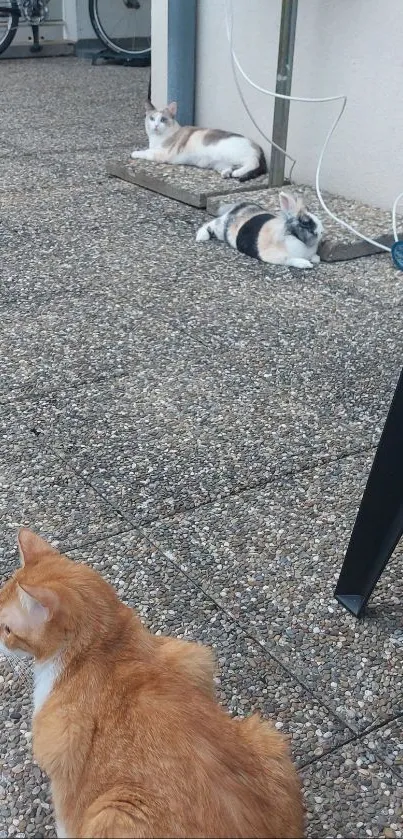 Three relaxed cats on a pebble pathway with outdoor serenity.