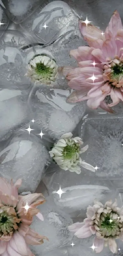 Pink flowers resting on ice cubes, creating a refreshing wallpaper theme.