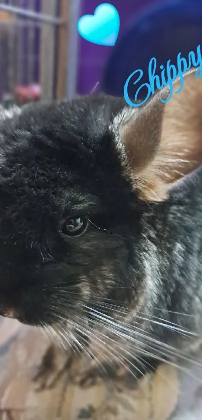 Adorable chinchilla with a heart detail in a cozy setting.