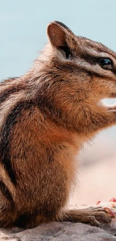 Chipmunk enjoying a snack by the tranquil beach landscape.