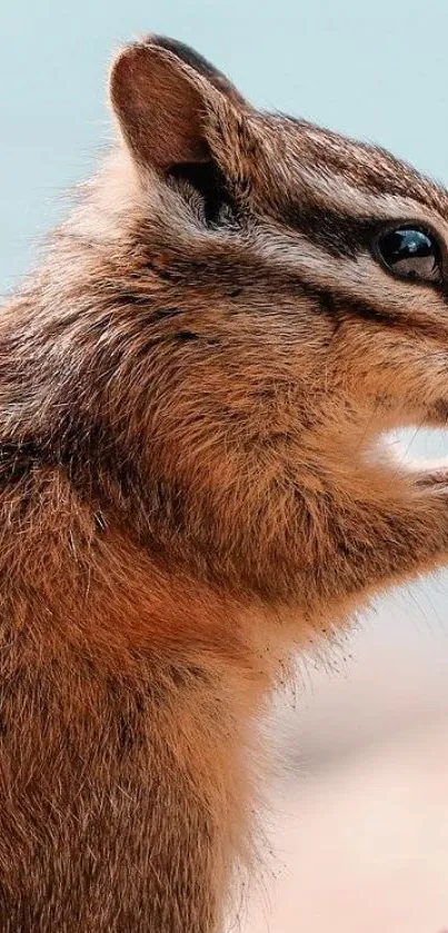 Chipmunk close-up eating in natural setting wallpaper.