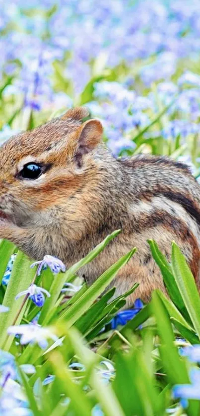 Chipmunk sits in a lush field of blue flowers, creating a peaceful mobile wallpaper.