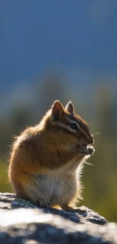 Chipmunk sitting on a sunlit rock in nature.