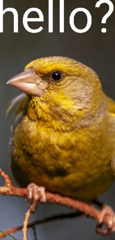 A yellow-green finch perched on a branch with 'hello?' text above.