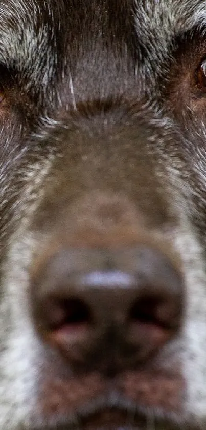 Close-up of a chocolate Labrador in a natural setting.