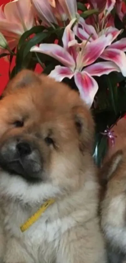 Adorable Chow Chow puppies with pink lilies on a vibrant red background.