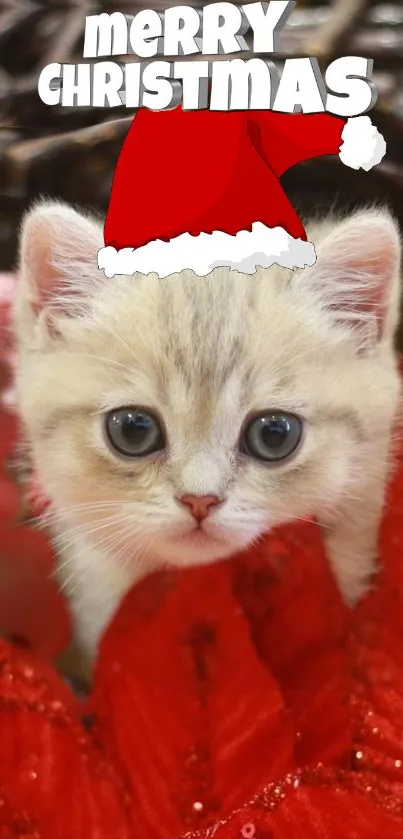 Adorable kitten in Santa hat with Christmas theme.