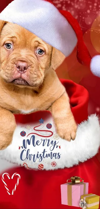 Cute puppy in Santa hat with Christmas gifts on red background.