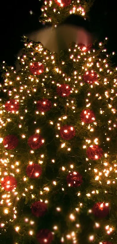 lindo Live Wallpaper