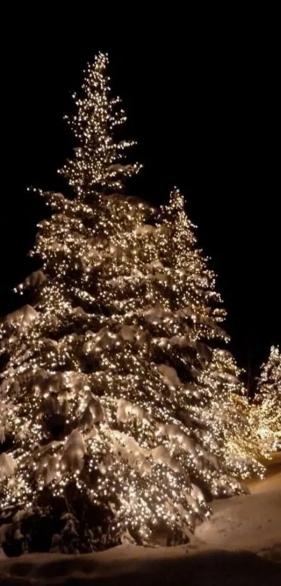 Snowy Christmas trees with glowing lights.