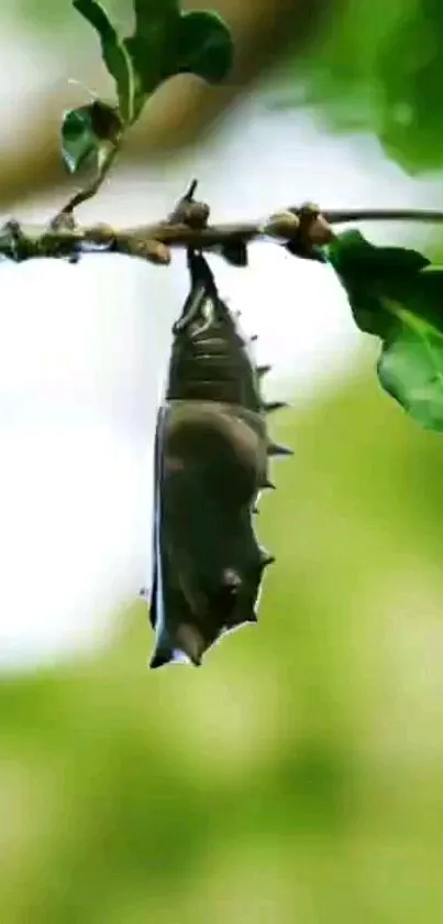 Chrysalis hanging from a leaf, vibrant green background.