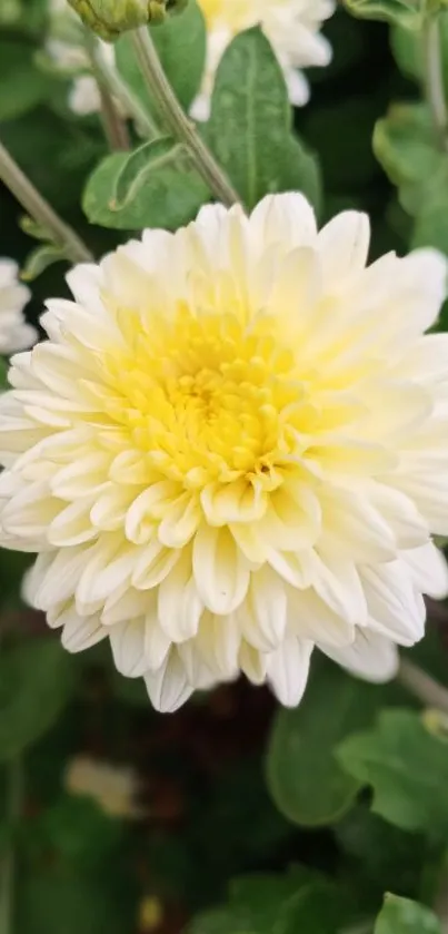 Close-up of a chrysanthemum flower with yellow petals.