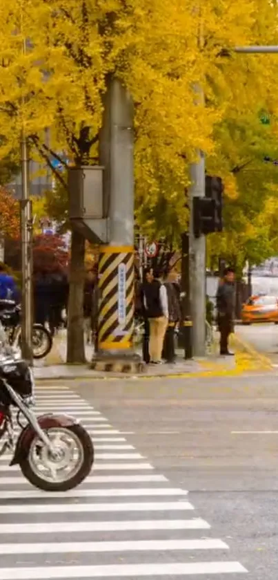 City street lined with golden autumn trees and a motorcycle crossing.