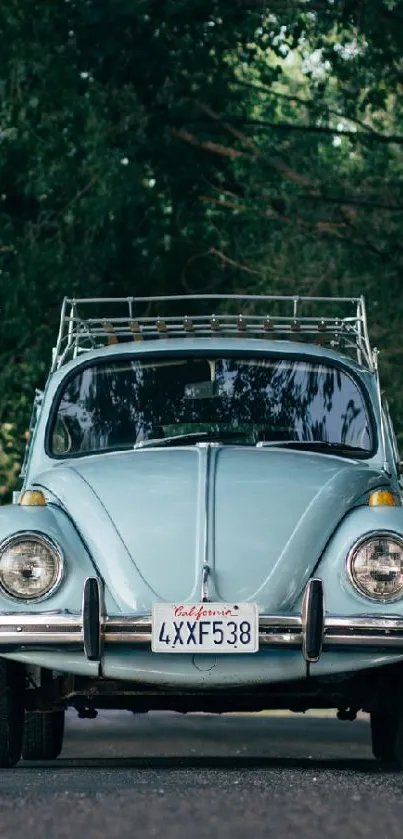 Vintage Volkswagen Beetle car on a forest road.