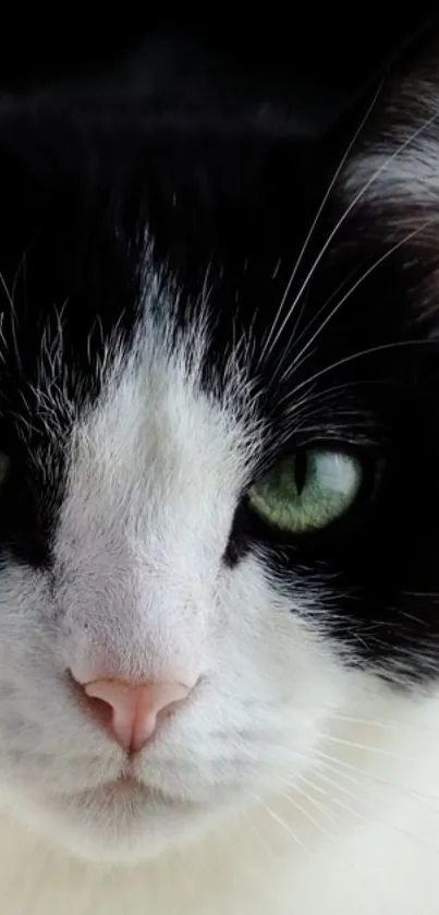 Close-up of a black and white cat with green eyes.