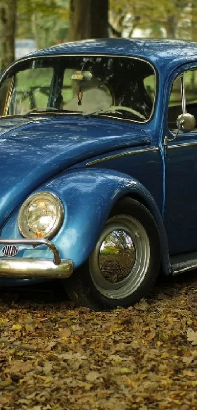 Vintage blue car in an autumn forest setting with fallen leaves.