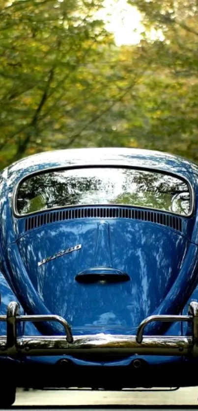 Vintage blue car on a serene forest road wallpaper.