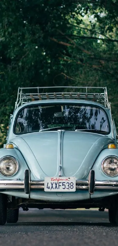 Vintage car on a tree-lined road, perfect for classic car enthusiasts.