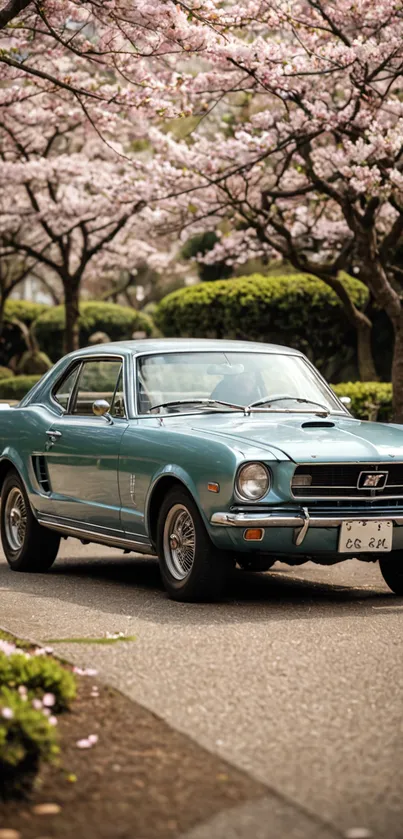 Vintage blue car under pink cherry blossoms.