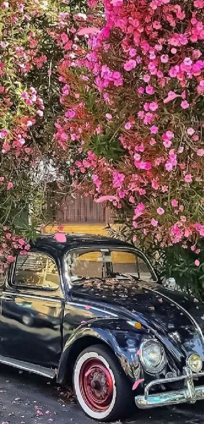 Classic black car beneath vibrant pink flowers in full bloom.