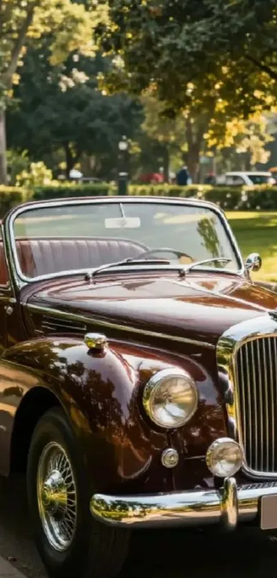 Vintage convertible car parked under trees in sunlight.