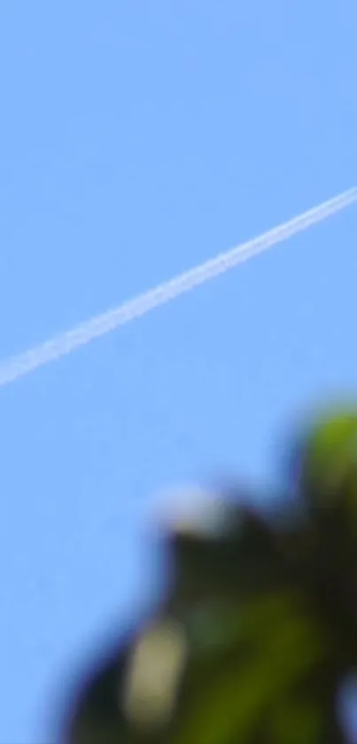 Blue sky with a jet trail and plant silhouette wallpaper.