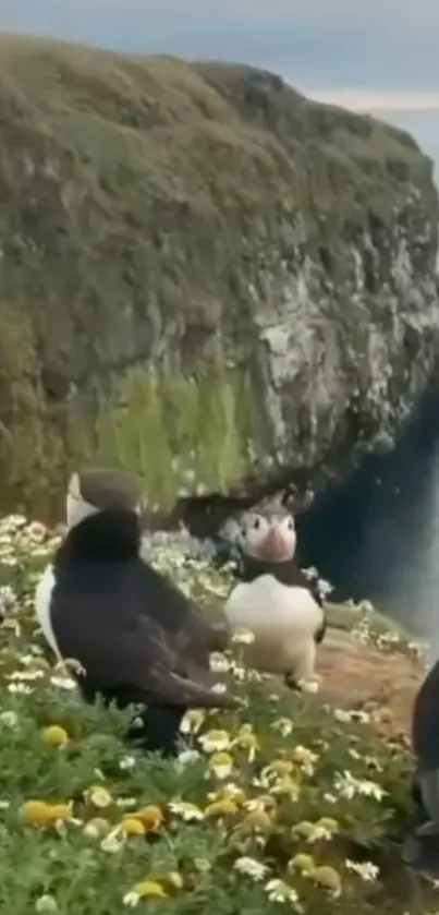 Puffins on lush green cliffs overlooking the sea.