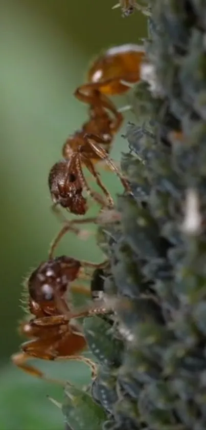 Close-up view of ants on a plant in an olive green setting.