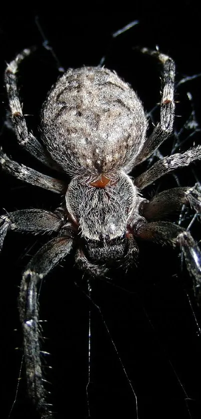 Close-up of a spider on a dark backdrop with visible web details.