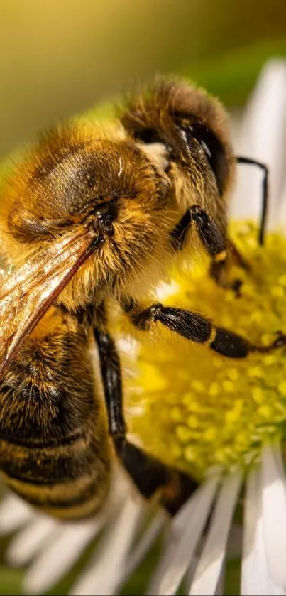 Macro shot of a bee on a daisy.