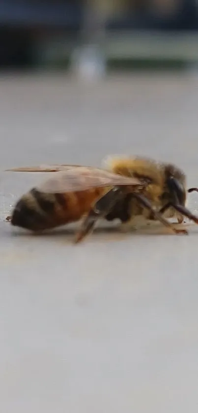 Close-up of a bee resting on a gray surface.