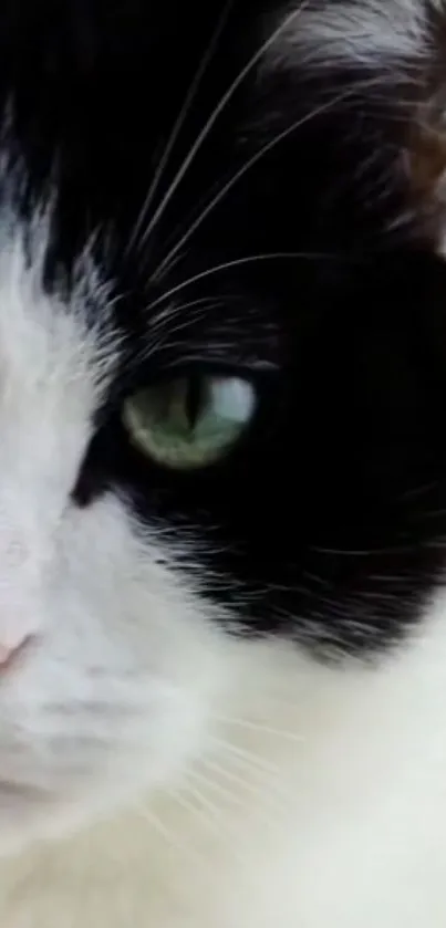 Close-up of a black and white cat with green eyes, perfect for a mobile wallpaper.