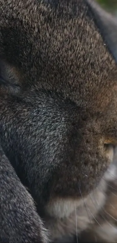 Close-up of a soft-furred rabbit face, highlighting texture.