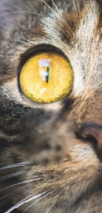 Close-up of a cat's vibrant golden eye with detailed fur texture.