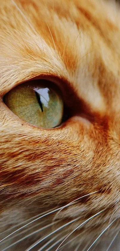 Close-up of a cat's eye in a detailed golden brown fur wallpaper.