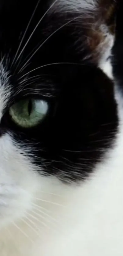 Close-up of cat's green eye and fur in black and white contrast.