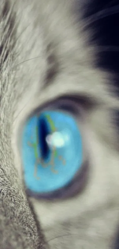 Close-up of a blue cat eye with detailed fur.