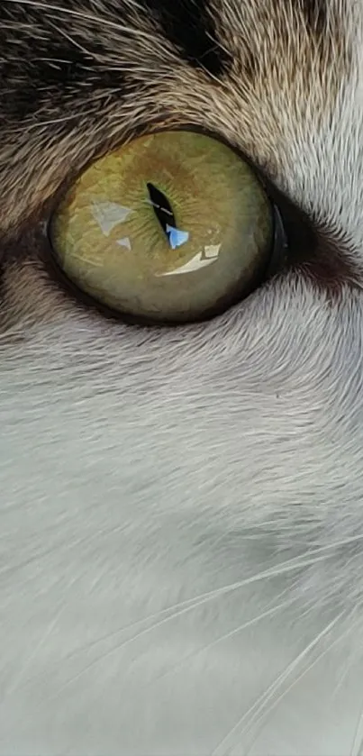 Close-up image of cat's eye with yellow-green iris.