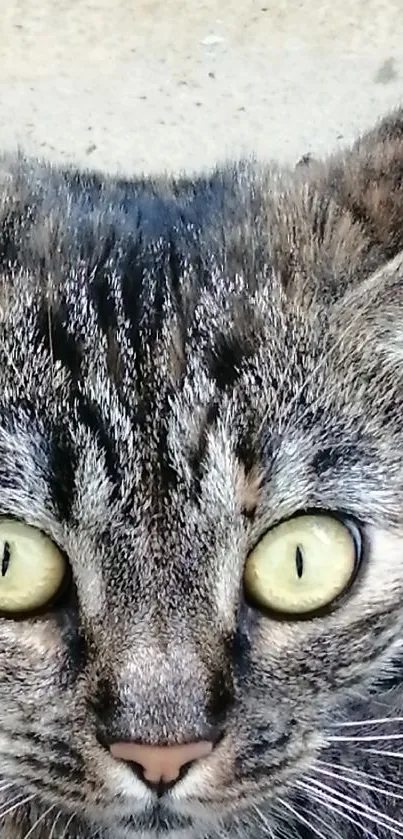 Close-up image of a tabby cat's curious yellow-green eyes.