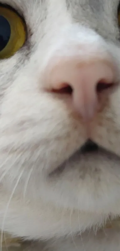 Close-up view of a cat's face with yellow eyes.