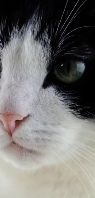 Close-up of a black and white cat face with green eyes.