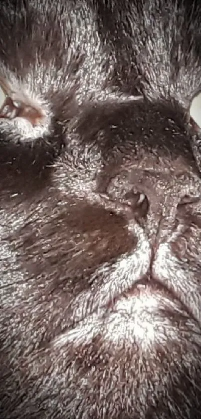 Close-up of a dark cat face with intense gaze for mobile wallpaper.