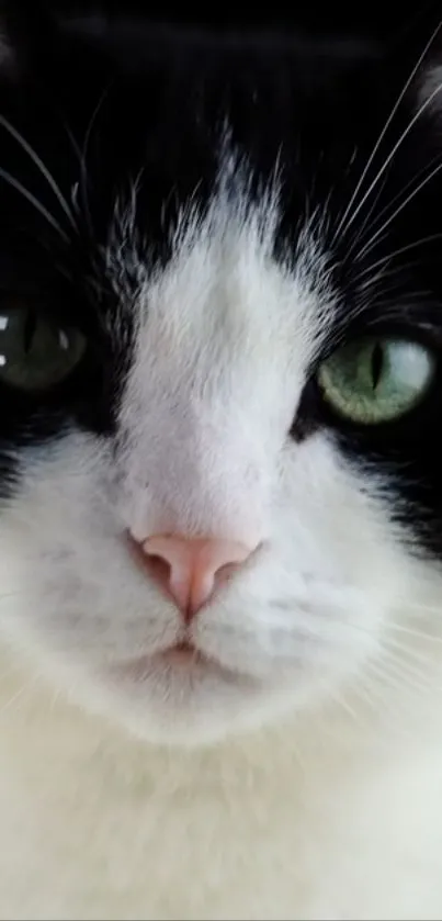 Close-up of a cat with green eyes and black and white fur.